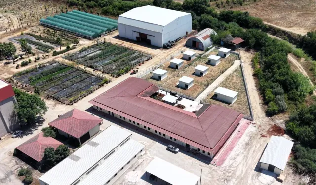 Serik Belediyesi'nden sahipsiz hayvanlar için modern yaşam merkezi