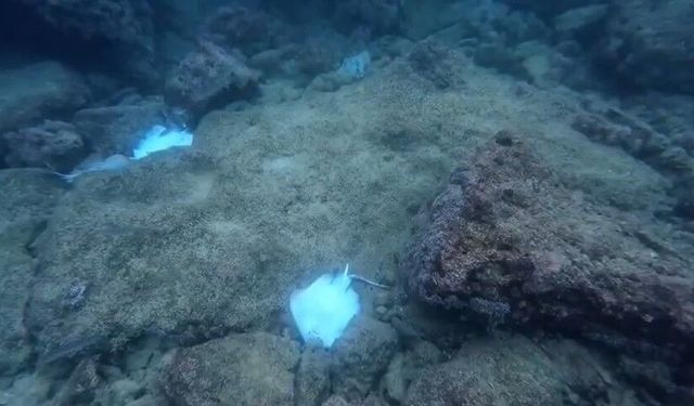 Antalya’da toplu vatoz ölümleri endişe yarattı