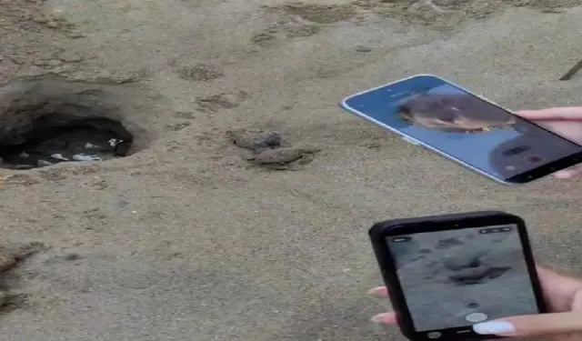 Antalya'da caretta caretta yavruları için kritik dönem başladı