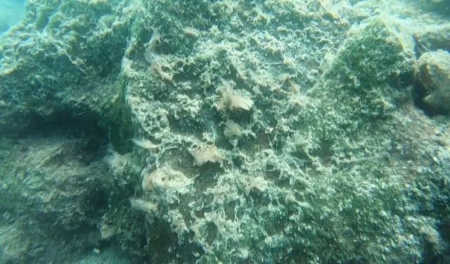 Antalya’da denizin dibindeki kayalar kahverengi tabakayla kaplandı!