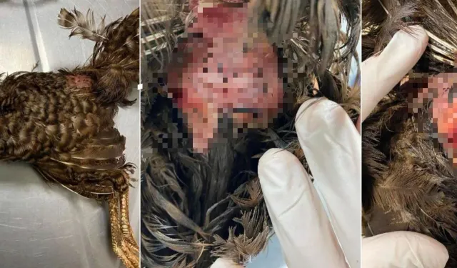 Antalya’da ölü tavukta komşu şüphesi: Sperm benzeri yapılar bulundu