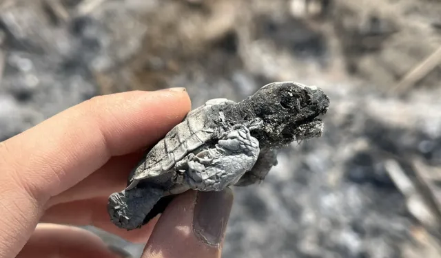 Sahilde 699 bin liralık cezaya rağmen ateş yaktılar, caretta yavrusu öldü