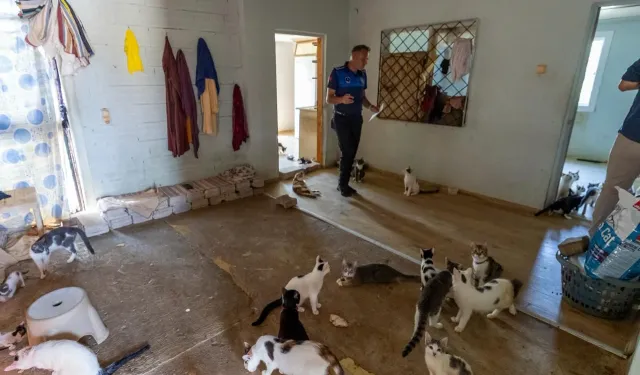 Çöp ihbarına gittiler, 100 kediyle karşılaştılar