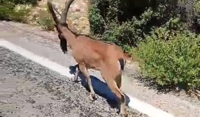 Mersin Erdemli’de dağ keçisi şaşkınlığı! Sürücüler yolu kapattı