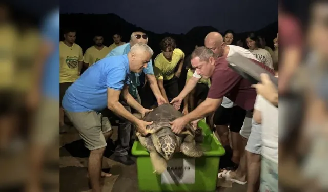 Misinaya takılan caretta caretta yeniden denizle buluştu!