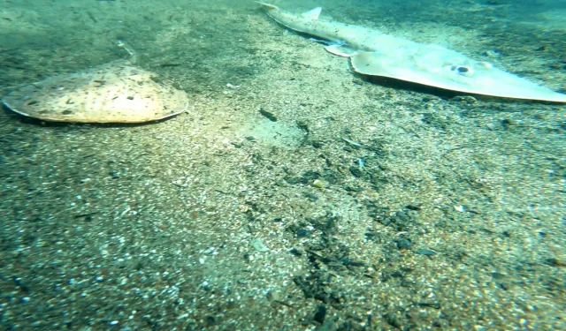Çıralı’da deniz altı balık mezarlığına döndü