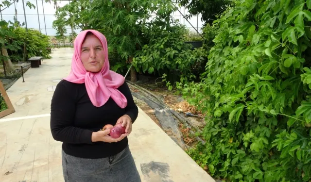 Çatıda bir fidanla başladı, şimdi 100'den fazla tropikal meyve yetiştiriyor