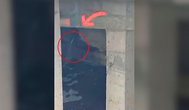 Alanya’da bir otel atık suyunu dereye bırakıp denize akıtmış!