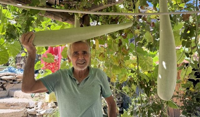 Antalya’da deneme amaçlı ekti, 96 santimetrelik kabak yetişti