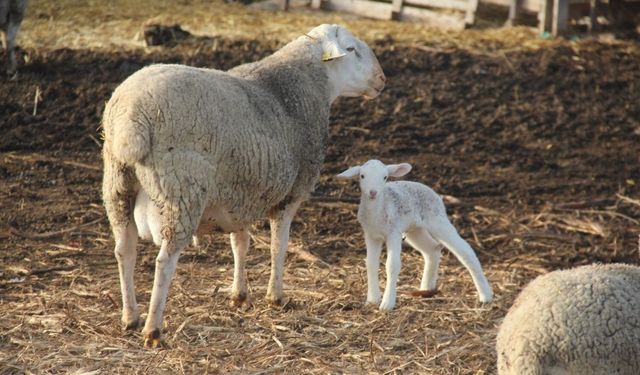 Milyonlarca hayvanın aşı kaydı yok: Antalya’da hayvancılık yeniden gündemde