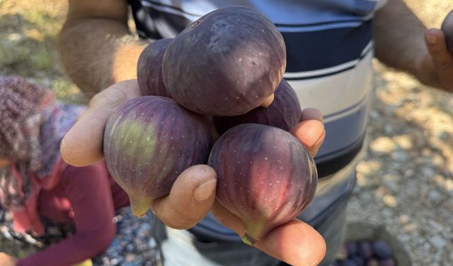 Antalya’da incir üreticisinin yüzü gülmedi! Rekolte yüzde 75 düştü