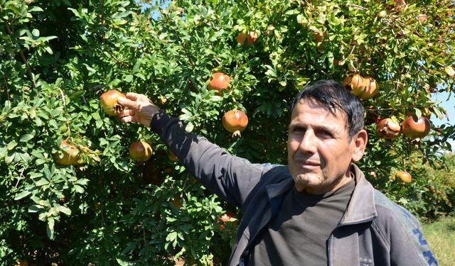 Serik’te nar hasadı başladı! Üretici 50 liranın altında fiyat istemiyor