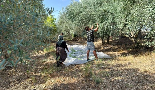 Antalya’da erkenci zeytin hasadı başladı! Kilosu 100 TL