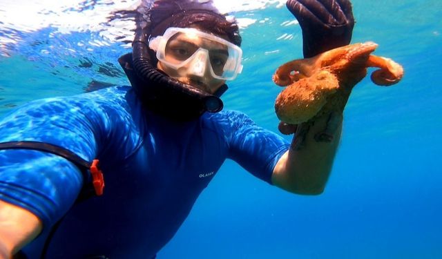 Antalya'da su altında şaşırtan anlar: Ahtapotlar dalgıca böyle yaklaştı