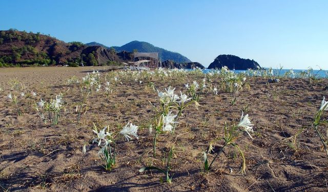 Antalya sahillerinde sayıları bir anda patladı! Sakın koparmayın: Faturası ağır olacak
