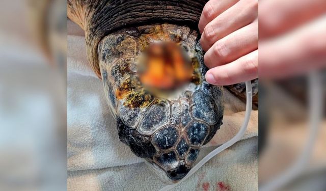 Kafatası kırılmıştı! Caretta caretta’dan umut veren haber geldi