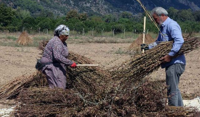 Japonların peşinden geldiği altın ürün Muğla'da hasat ediliyor
