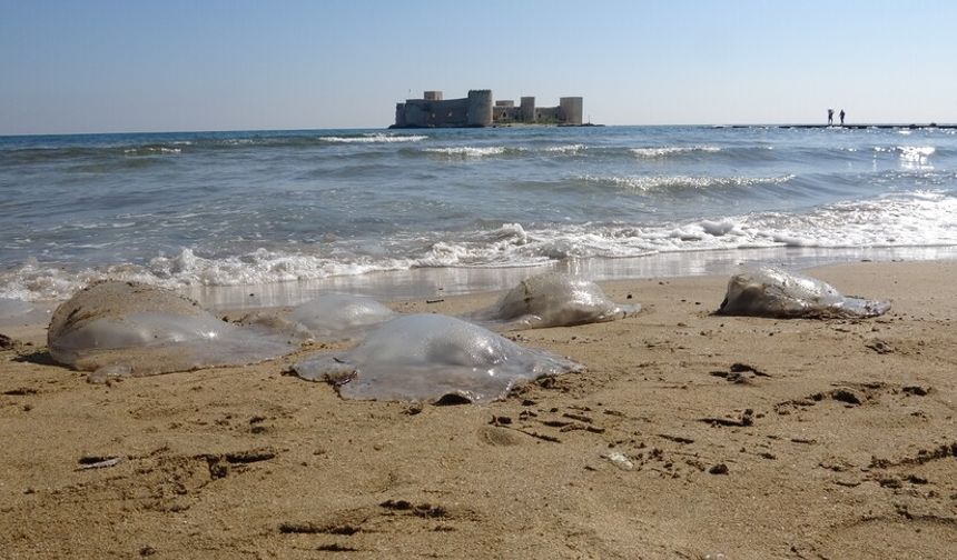 Akdeniz’de denizanası alarmı! Antalya’nın ardından Mersin’de görüldüler…