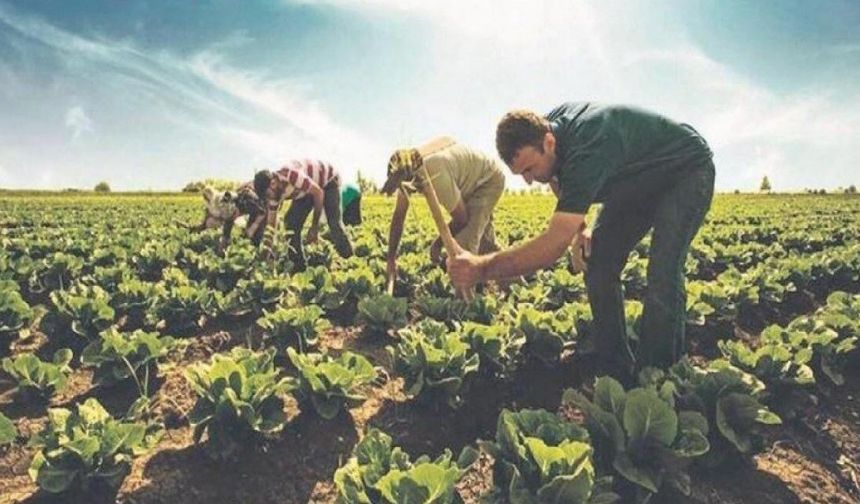 Gübre maliyeti yüzde 63,56 arttı, üretici maliyet baskısı altında