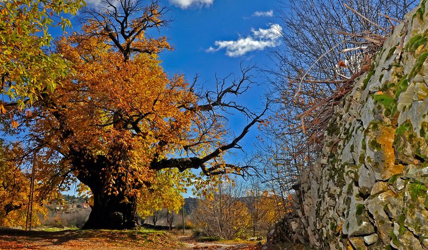 Antalya’da 11 asırlık ağaç… Arapastı ağacının ilginç hikayesi…
