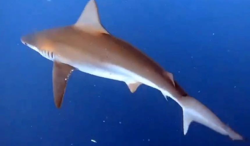 Akdeniz’in derinliklerindeki köpek balığı sürüsü böyle görüntülendi