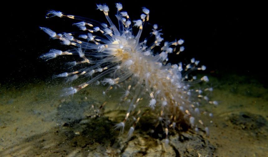 İzmit Körfez’inde renkli görüntüler! Deniz kalemleri suyun 30 metre altında görüntülendi