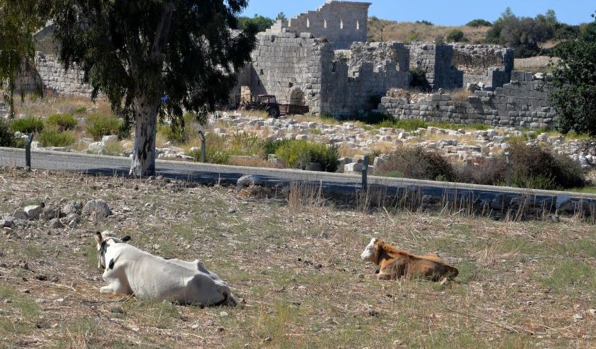 Patara Antik Kenti'ne inek ve koyun darbesi! Demre Müze Müdürlüğü harekete geçti