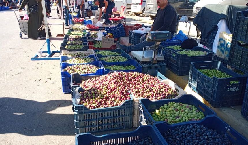 Antalya’da zeytin üreticisi umduğunu bulamadı… Bin bir emekle üretilen zeytin tezgahta kaldı!