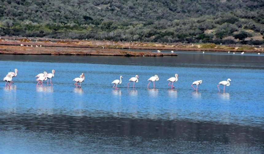 Muğla'da flamingoları ağırlayan gölde tehlike çanları çalıyor