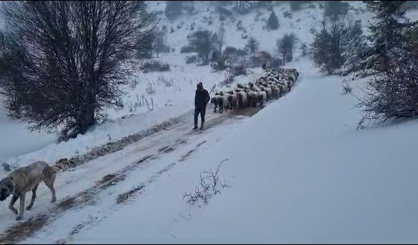 2 binden fazla hayvan donacaktı