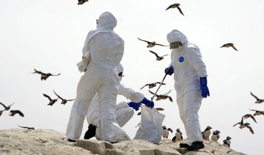 Kuş gribi Almanya'yı sardı: 400 binden fazla hayvan itlaf edildi