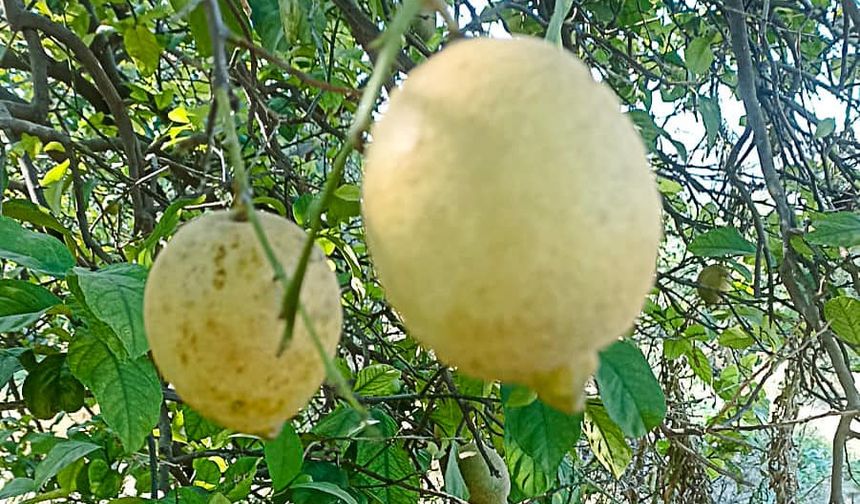 Muğla narenciye bahçelerinde zararlı böcek alarmı