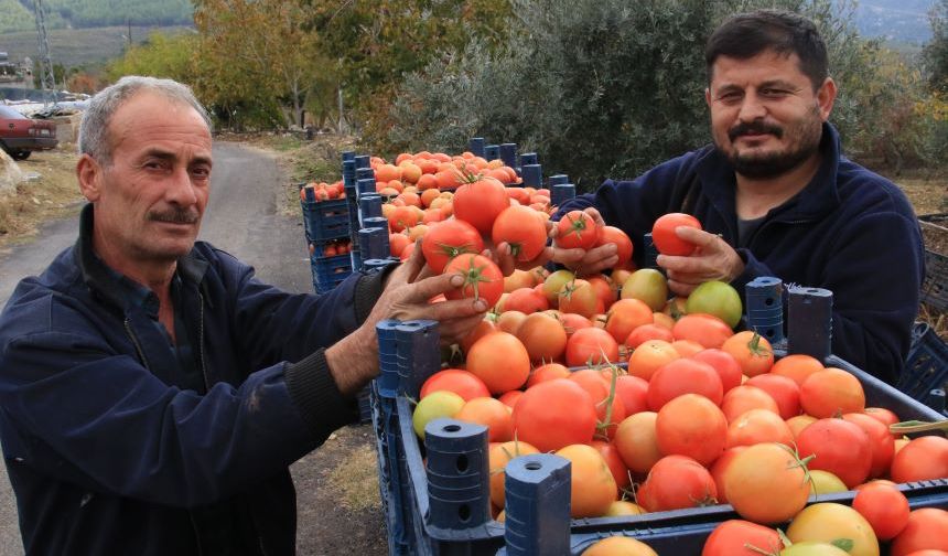 Mersin'e kış geldi ama hasat sürüyor! 550 rakımda tarla domatesi...