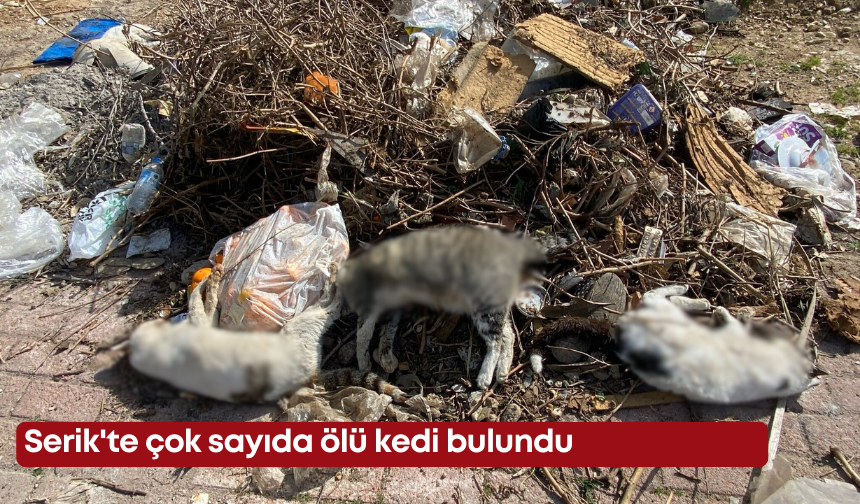 Serik'te çöp konteyneri yanında çok sayıda ölü kedi bulundu