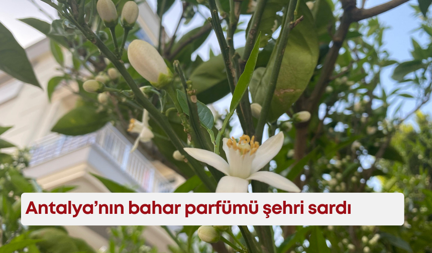 Antalya’nın bahar parfümü şehri sardı