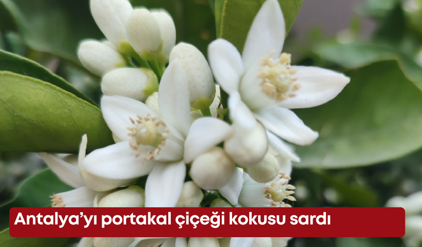 Antalya’yı portakal çiçeği kokusu sardı