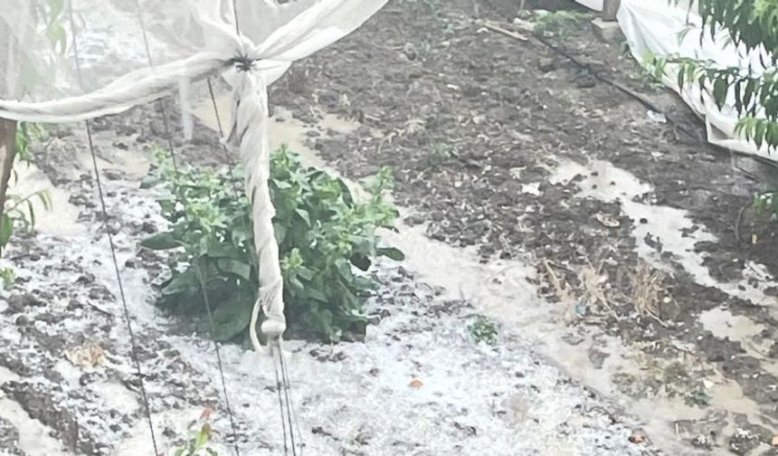 Mersin’de dolu yağışı seralara zarar verdi