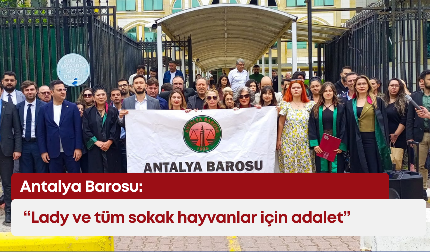 Antalya Barosu: “Lady ve tüm sokak hayvanlar için adalet”