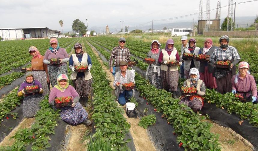 50 ton Silifke çileği üç ülkeye ihraç edilecek: İşte o yerler...
