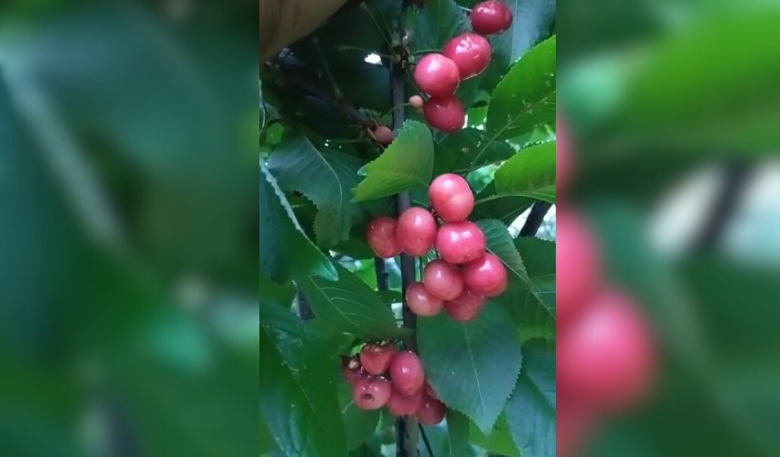 Gazipaşa’da erkenci kirazın kilosu dudak uçuklattı