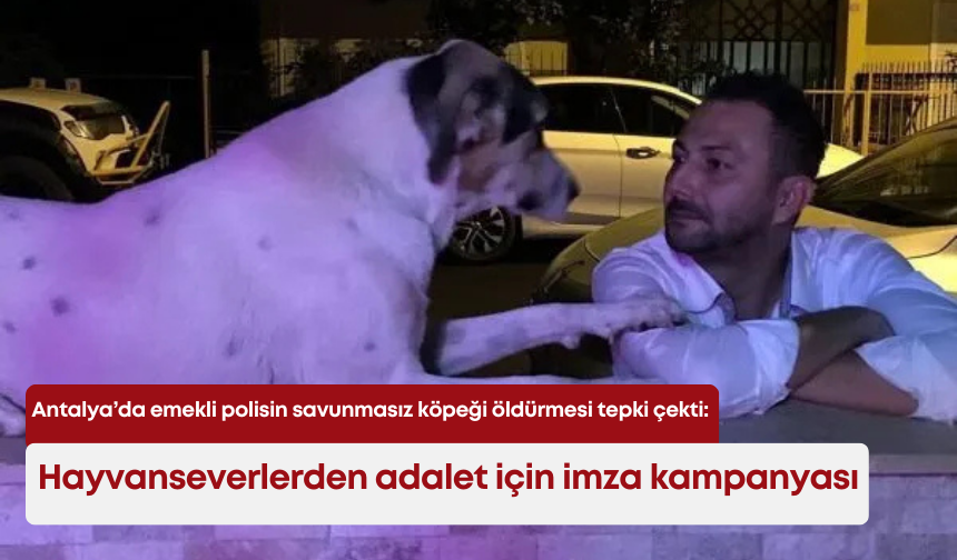Antalya’da emekli polisin sokak köpeğini öldürmesi tepki çekti: Hayvanseverlerden adalet için imza kampanyası