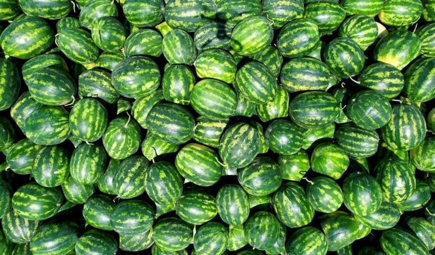Adana karpuzu için rekor ekiliş: 150 bin dönümde hasat yolda