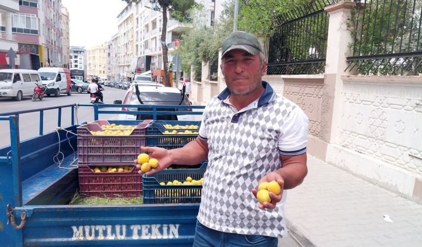 Türkiye'nin ilk kayısısı Mut'tan sofralara indi
