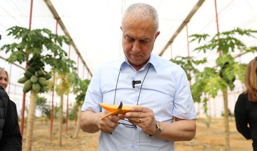 Başkan Özçelik tropikal serayı gezdi: "Alanya tarımda markalaşıyor"