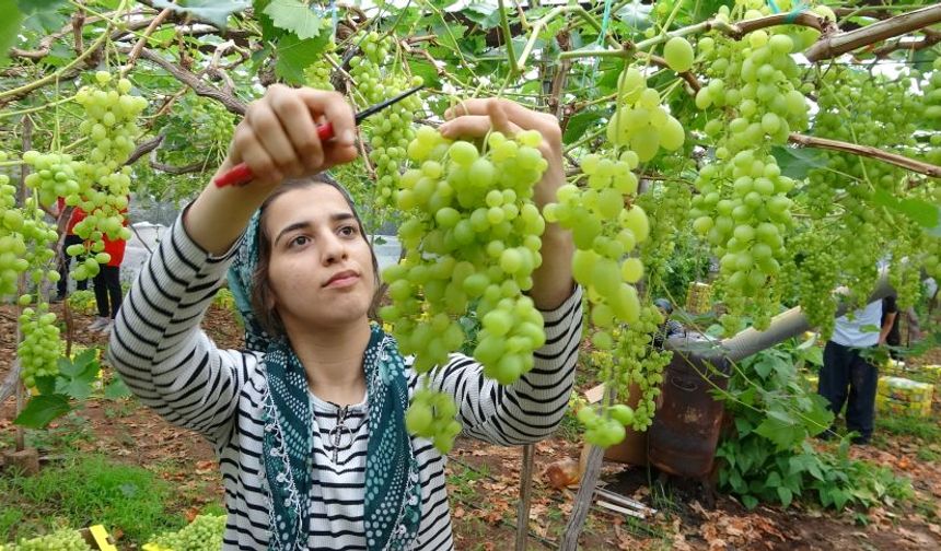 Zirai don afetinin yaşandığı Mersin'de  üzüm hasadı başladı
