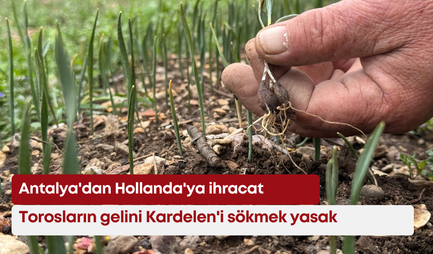 Torosların gelini Kardelen'i sökmek yasak: Antalya'dan Hollanda'ya ihracat