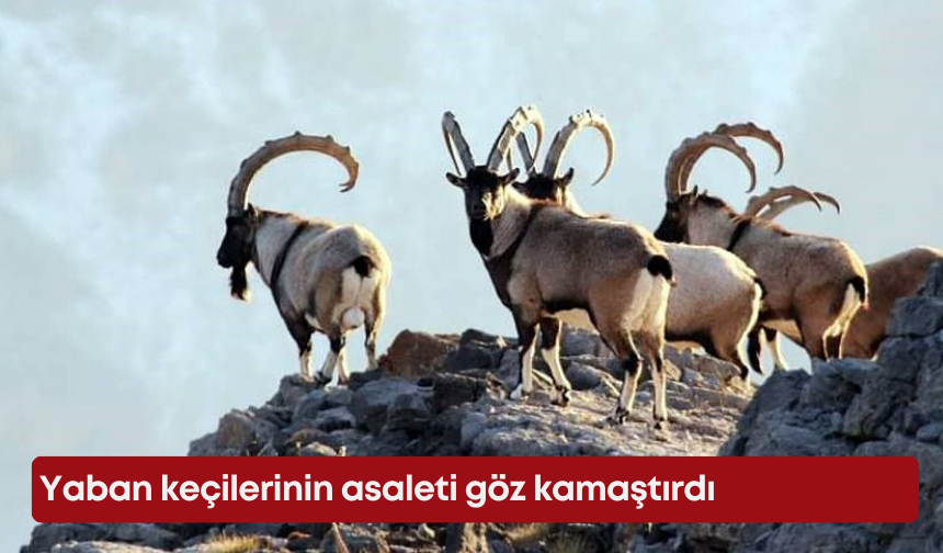 Gidengelmez Dağları'nda yaban keçilerinin asaleti göz kamaştırdı