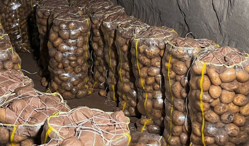 Virüslü patatesler Mersin Limanı'ndan geri gönderildi