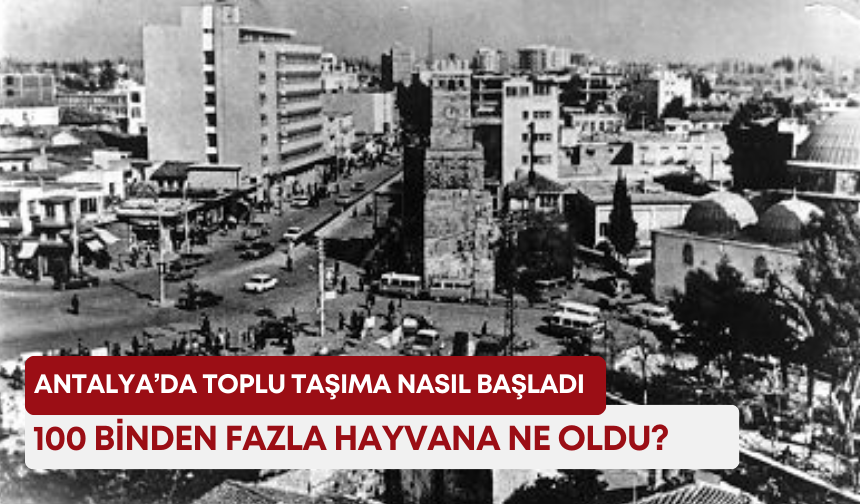 Antalya’da toplu taşıma nasıl başladı: 100 binden fazla hayvana ne oldu?