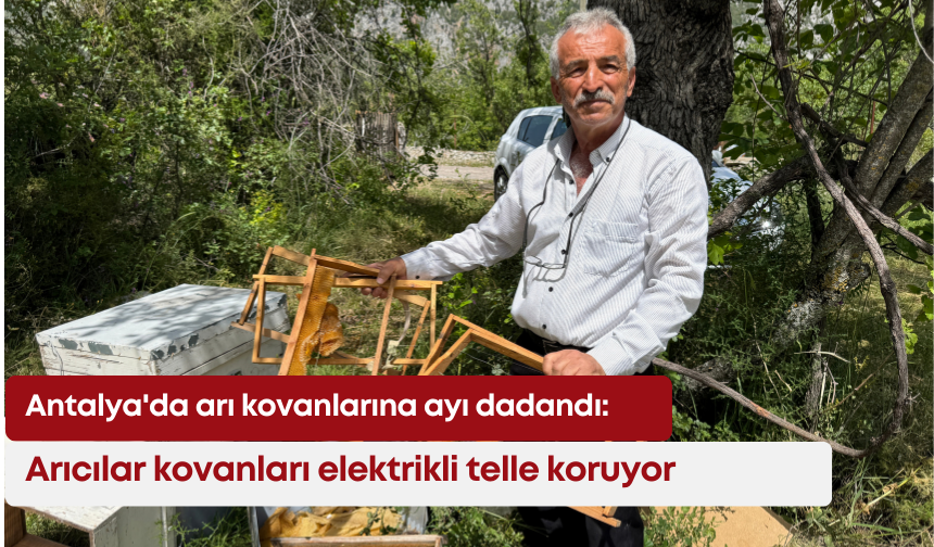 Antalya'da arı kovanlarına ayı dadandı: Arıcılar kovanları elektrikli telle koruyor